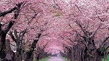 日本的国花其实并非樱花？