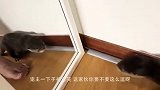 小水獭太萌了，主人拿起枪喊不许动！水獭立马举手投降