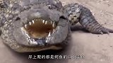 鳄鱼与狮子狭路相逢，强者的较量，究竟谁更厉害呢？