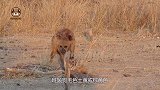 非洲二哥鬣狗，却过着母系社会体系，群体听令于雌性