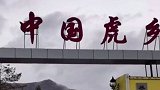 进村东北虎已送至饲养繁育中心 虎：我入编了  关注
