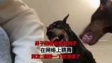 男子抱着自家的狗子，在网络上跳舞，眼神一下就清澈了