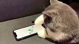 猫咪玩的比我还6