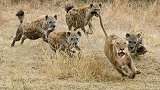 狮子出门捕猎，偶遇成群鬣狗，为了活下去竟做出这种事！