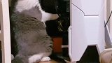 猫：你别吵，我来给你修修电脑！