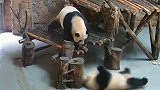 熊猫宝宝打妈妈，结果被熊猫妈妈按着一顿打，下一秒请不要笑！