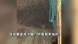 男子开挖机上山遇见老虎，吓得躲车里大喊：虎哥，我是本地的！