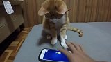 橘猫用手机玩抓鱼！喵：要你教本喵自己来！