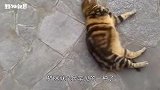 猫咪伙食太好，结果成肥猫了，吃了就睡睡了就吃