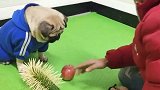 太能坑狗了，主人让巴哥犬戴上眼罩摸黄瓜，结局忍住别笑