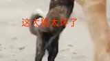 这大狗想看个热闹，让它上