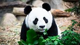 可爱大熊猫在线吃播 一边吃一边拉萌翻众人 网友：直肠子