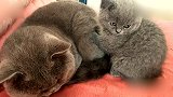 这个猫爸爸让猫宝宝给它按摩