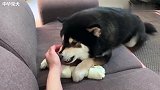 谁能从这只柴犬的爪子下拿走这根骨头？此刻我好担心我的手！