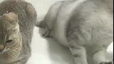 猫：主人别这样，强扭的瓜不甜！