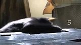 搞笑-猫咪打鼠机萌死了