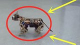 小伙发明“机器猫”，能灵活与人互动，堪称低配版波士顿机器人！
