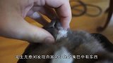 兔子究竟会吃啥？要不是亲眼所见，都不信是真的