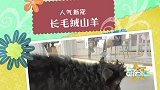 宠物界的新星人气王，就是可爱的长毛绒山羊！