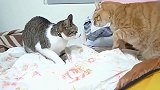 两只猫咪在家里要打起来了，结果橘猫突然躺下，主人蒙了