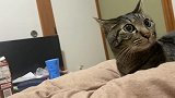 日本地震下的猫咪