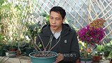 立春前的无花果果实，继续保留还是摘掉？