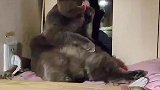 菠萝舌头真长，尾巴真短