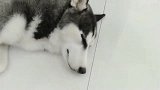 哈士奇睡的正香，铲屎官忽然扔地上一个易拉罐，狗狗的表情太逗了