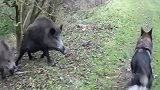 美国男子带德牧大哥野外散步，结果遭遇野猪一家还敢嚣张