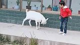你胆子还挺大敢和小羊较量一下