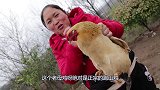 胖妹逮只老母鸡，农村土灶炖2小时，汤鲜味美，1人1只鸡啃过瘾