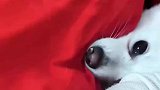 狗子的迷惑行为，狗子好像是成精了