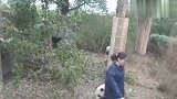 熊猫向奶妈讨抱抱，穷追不舍死缠烂打，场面笑爆了