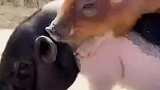现实版猪八戒背媳妇，如果背上是高玉兰，八戒能高兴坏了