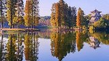 这里是湖南衡阳南湖湿地公园水杉林，已经迎来醉美打卡季