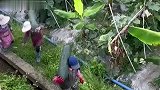 冬瓜一样大的黄瓜？
