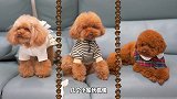 铲屎官给狗狗DIY雨衣，3只小泰迪穿上太傻了：你确定这能挡雨