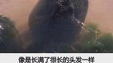 这样的乌龟是怎么长的。