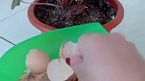 没想到鸡蛋壳还能用来养花，看到这顿操作，我羡慕不来啊！