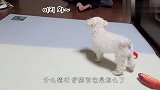 狗生难题！一边是男主人一边是女主人，狗狗会怎么选？
