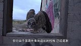 猫头鹰下了几个蛋，主人非要摸一下，猫头鹰：你行那你孵吧