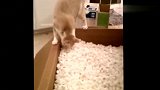 猫咪碰到塑料泡沫，疯了，主人也疯了