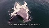 人被鲸鱼吃掉会怎么样带你走进鲸鱼的肚子看明白，涨知识了