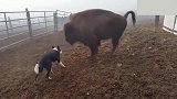 牧羊犬vs牧牛