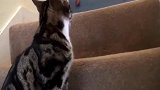 猫咪偷吃火腿肠被卡住这表情能让我笑一年了!猫：还不快来救我