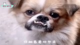 搞笑视频：小狗你呲牙瞪我干啥 不服咬我啊