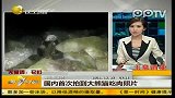 国内首次拍到大熊猫吃肉照片