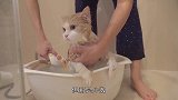 主人给小奶猫洗澡，一顿操作后水都变黑了，网友：真是个野孩子