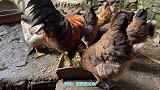 母鸡和鸭子在公鸡后面偷吃，没料到公鸡还有一招，真是防不胜防