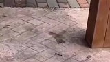 猛虎出街，为什么它走路颠儿颠儿的